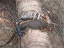 Leguan